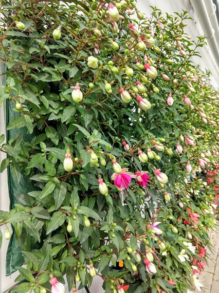 02 hangtas fuchsia